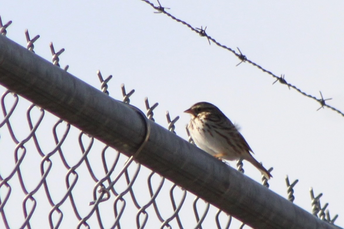 Savannah Sparrow - ML409817361