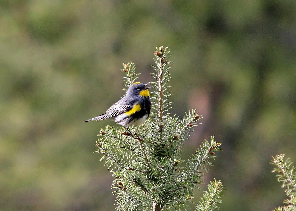 Yellow-rumped Warbler (Audubon's) - ML409817591