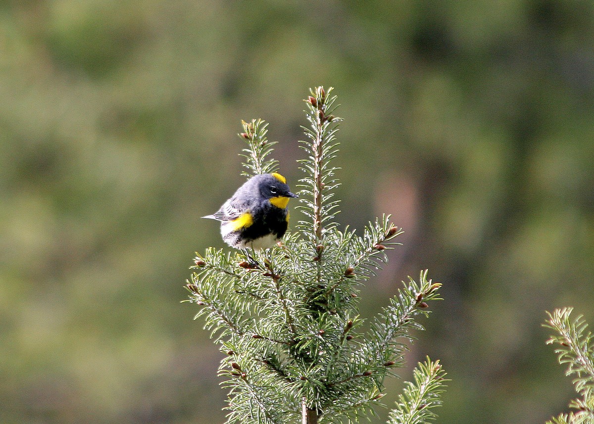 Yellow-rumped Warbler (Audubon's) - ML409817601