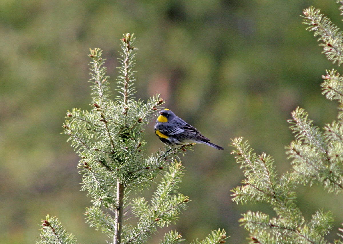 Yellow-rumped Warbler (Audubon's) - ML409817611