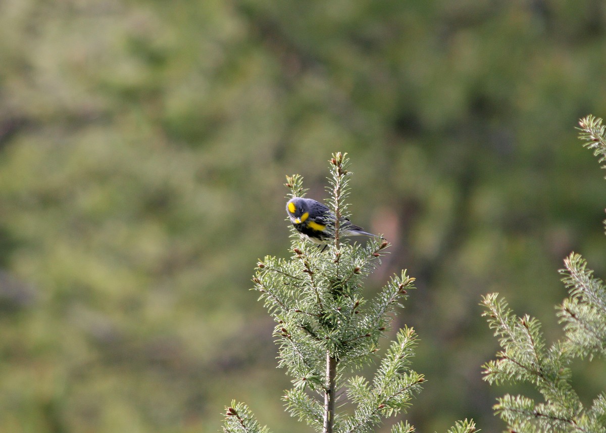 Yellow-rumped Warbler (Audubon's) - ML409817621