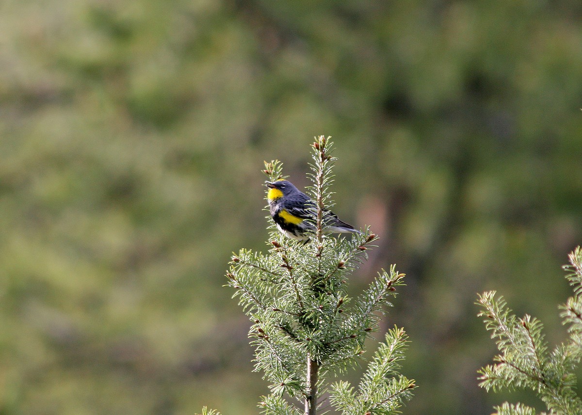 Yellow-rumped Warbler (Audubon's) - ML409817631
