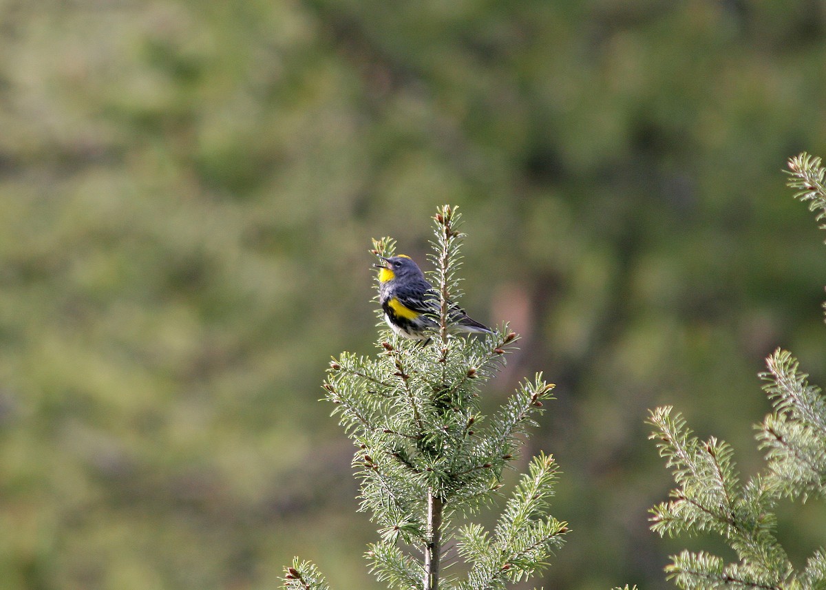 Yellow-rumped Warbler (Audubon's) - ML409817641