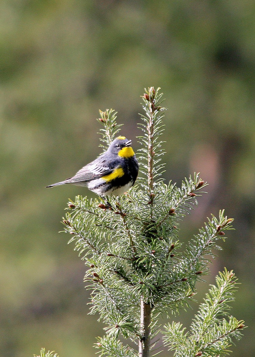 Yellow-rumped Warbler (Audubon's) - ML409817651