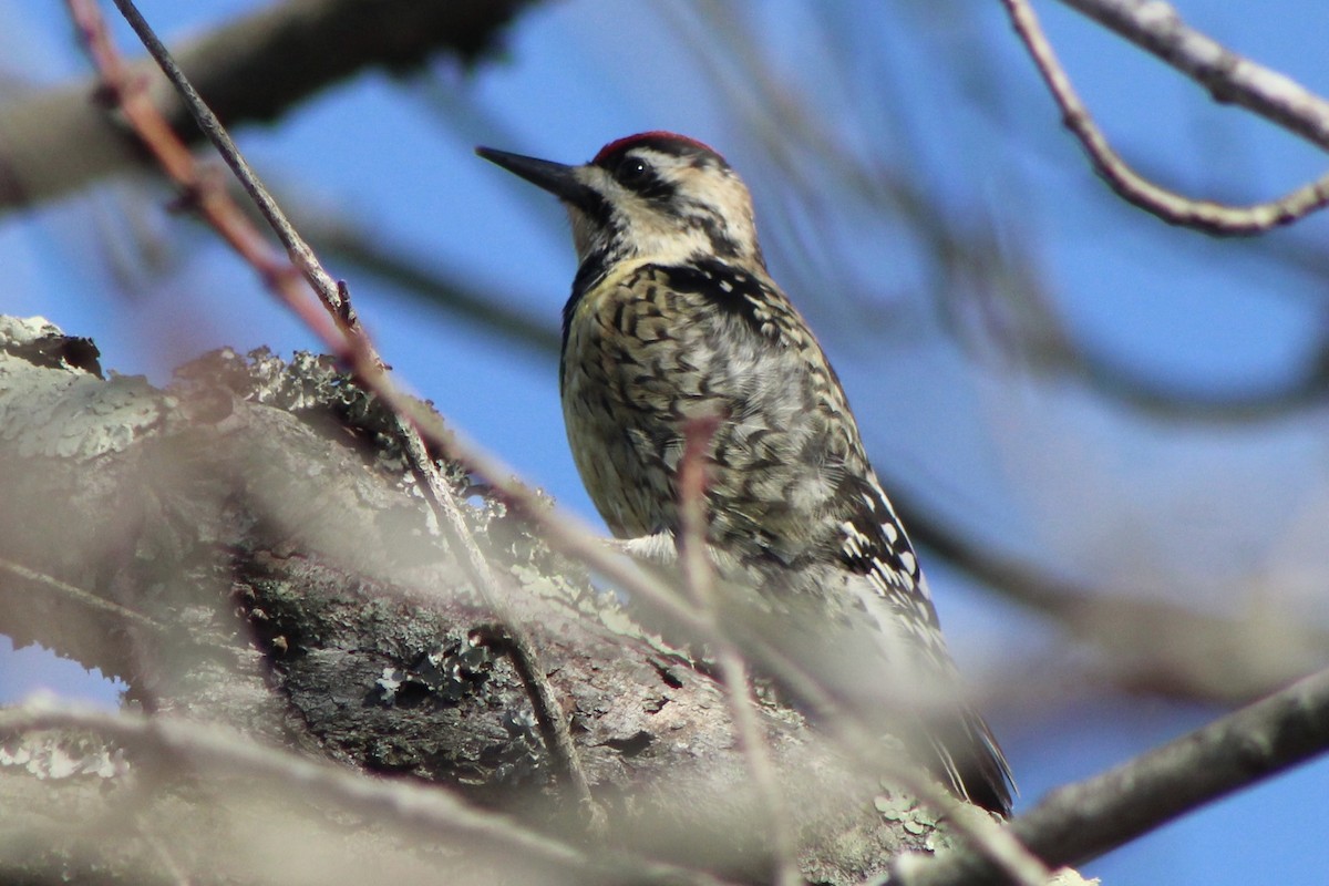 Yellow-bellied Sapsucker - ML409817861