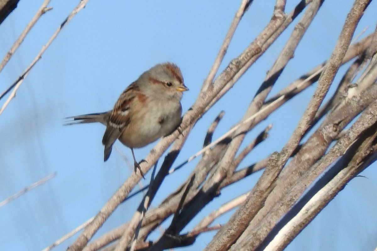 American Tree Sparrow - ML409818181