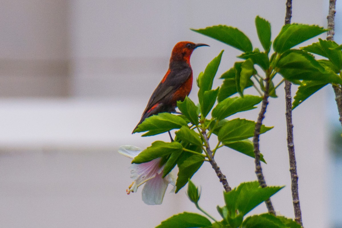 Micronesian Myzomela - ML409818971