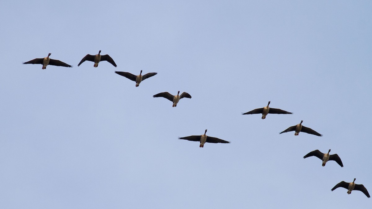 Pink-footed Goose - ML409820841