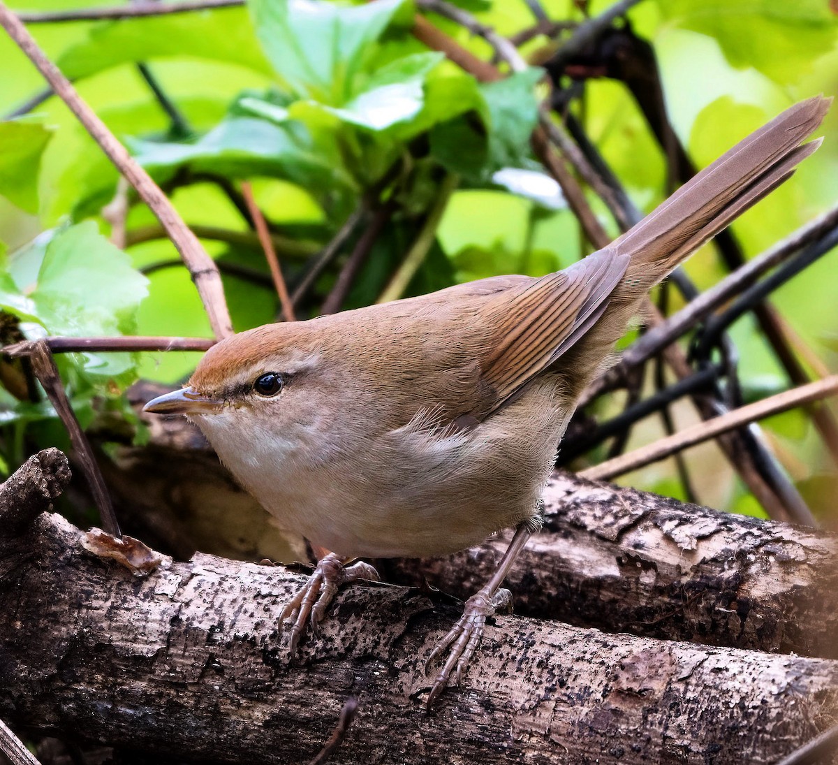 Manchurian Bush Warbler - Robert Hackel