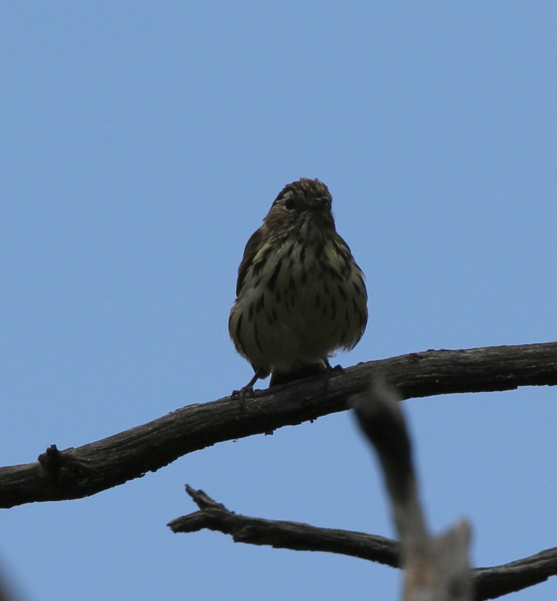 Speckled Warbler - ML409822471