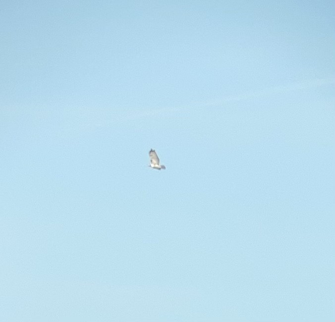 Red-tailed Hawk (Harlan's) - ML409823051