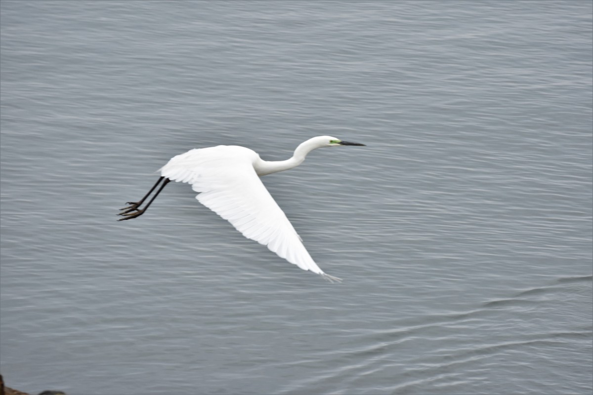 Grande Aigrette - ML409824071