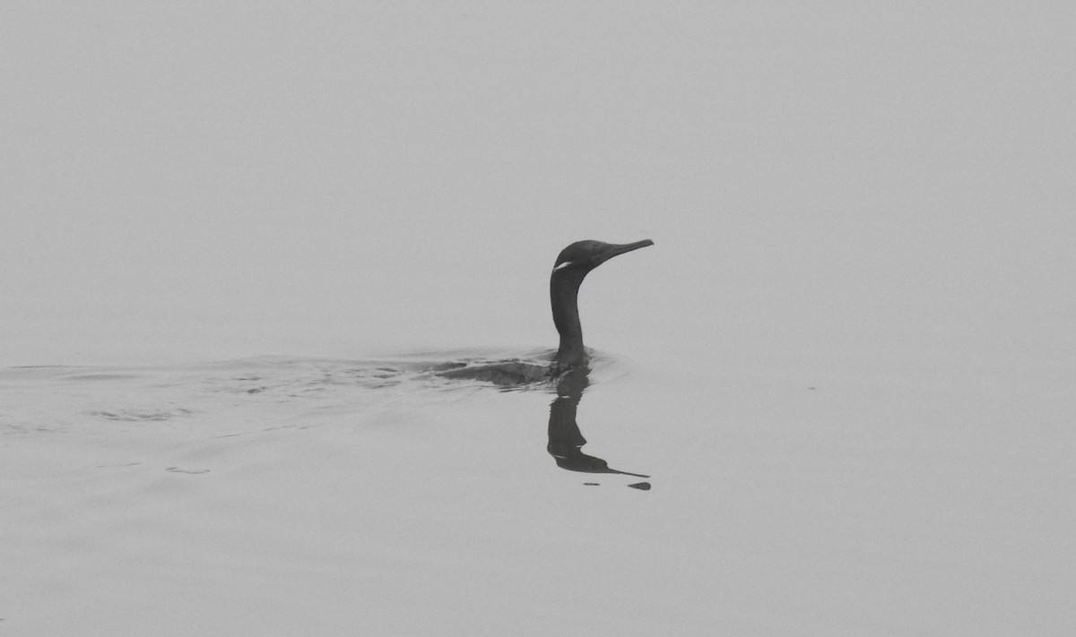 Indian Cormorant - ML40982431