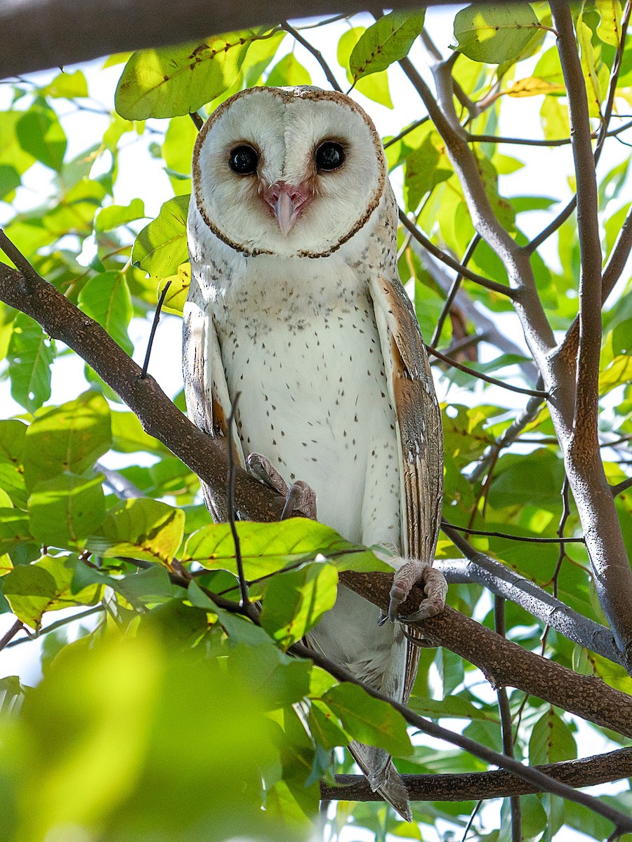 Barn Owl - VY Ozdinosaur