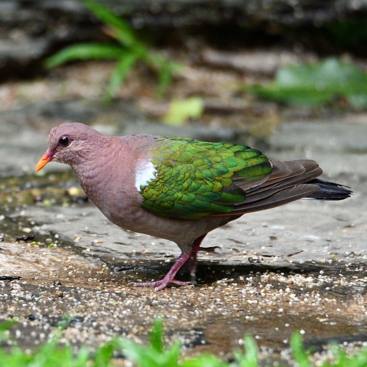 Pacific Emerald Dove - Peter & Shelly Watts