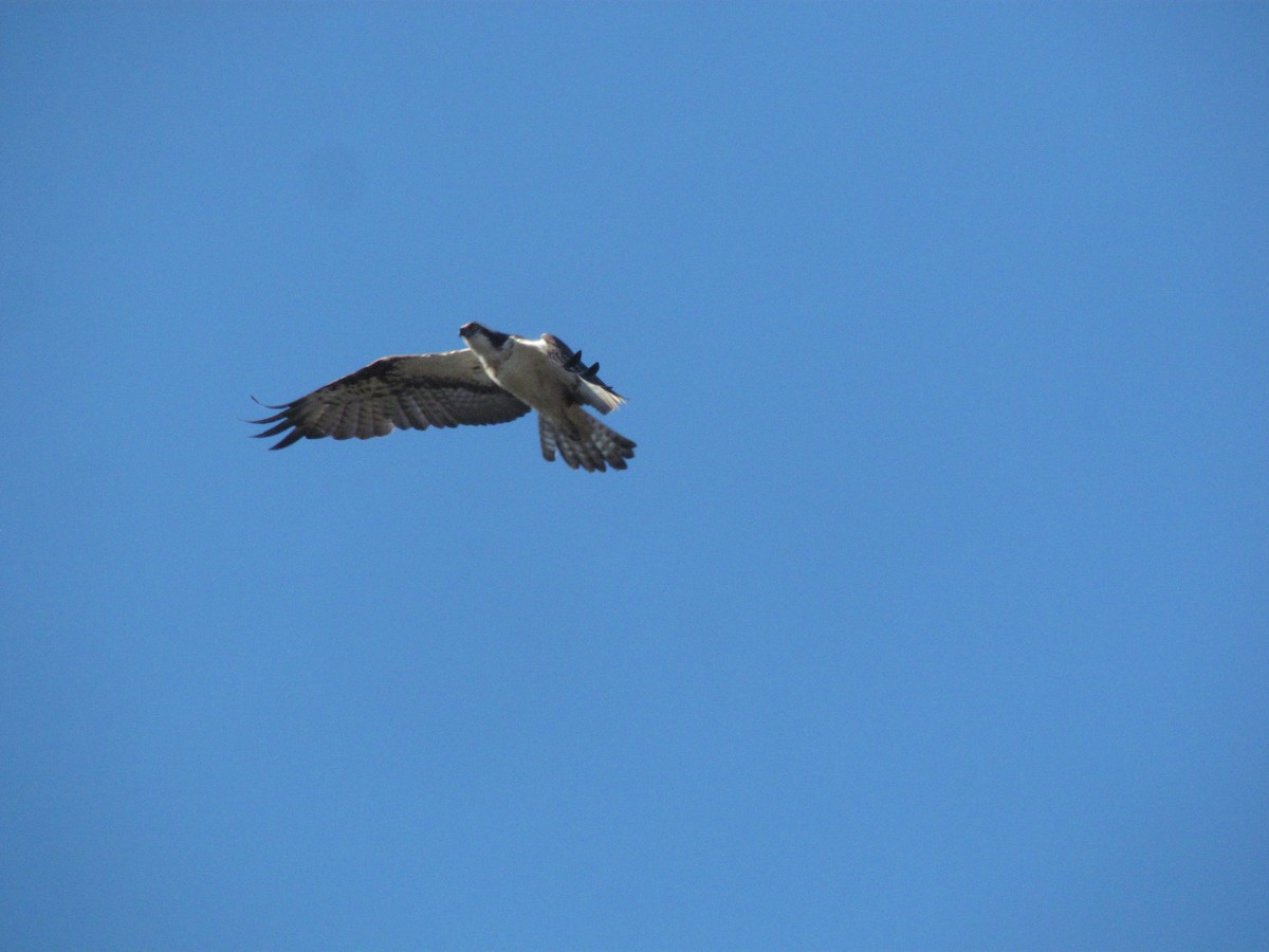 Águila Pescadora - ML409824541