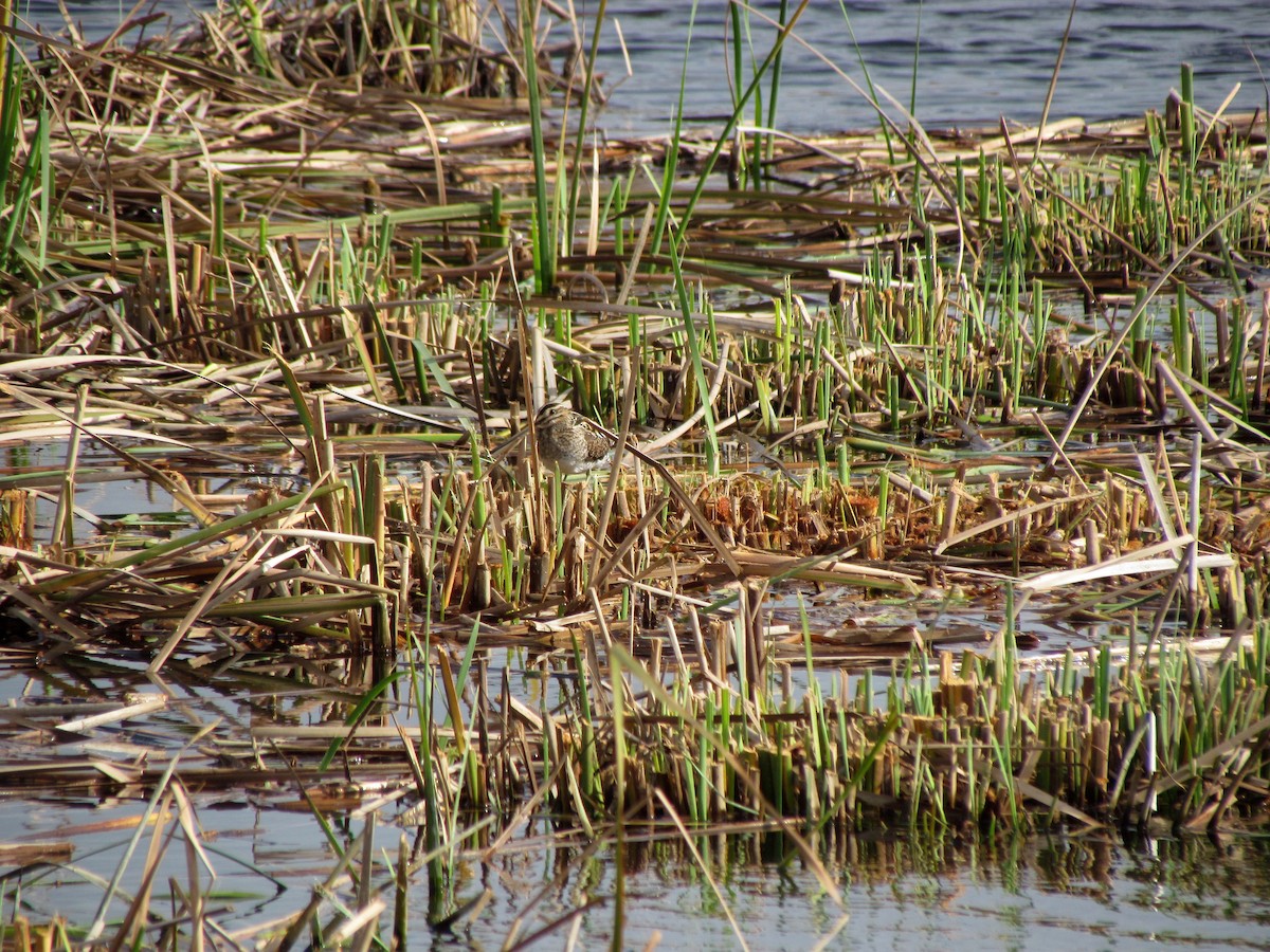 Common Snipe - Guillaume Réthoré