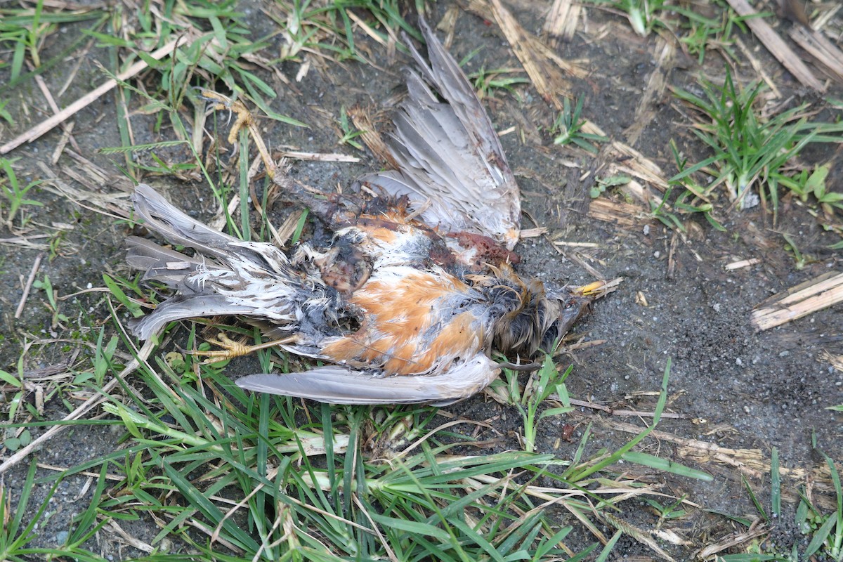 Brown-headed Thrush - ML409824691