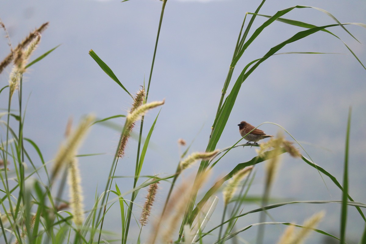 Scaly-breasted Munia - ZUI-QI CHEN