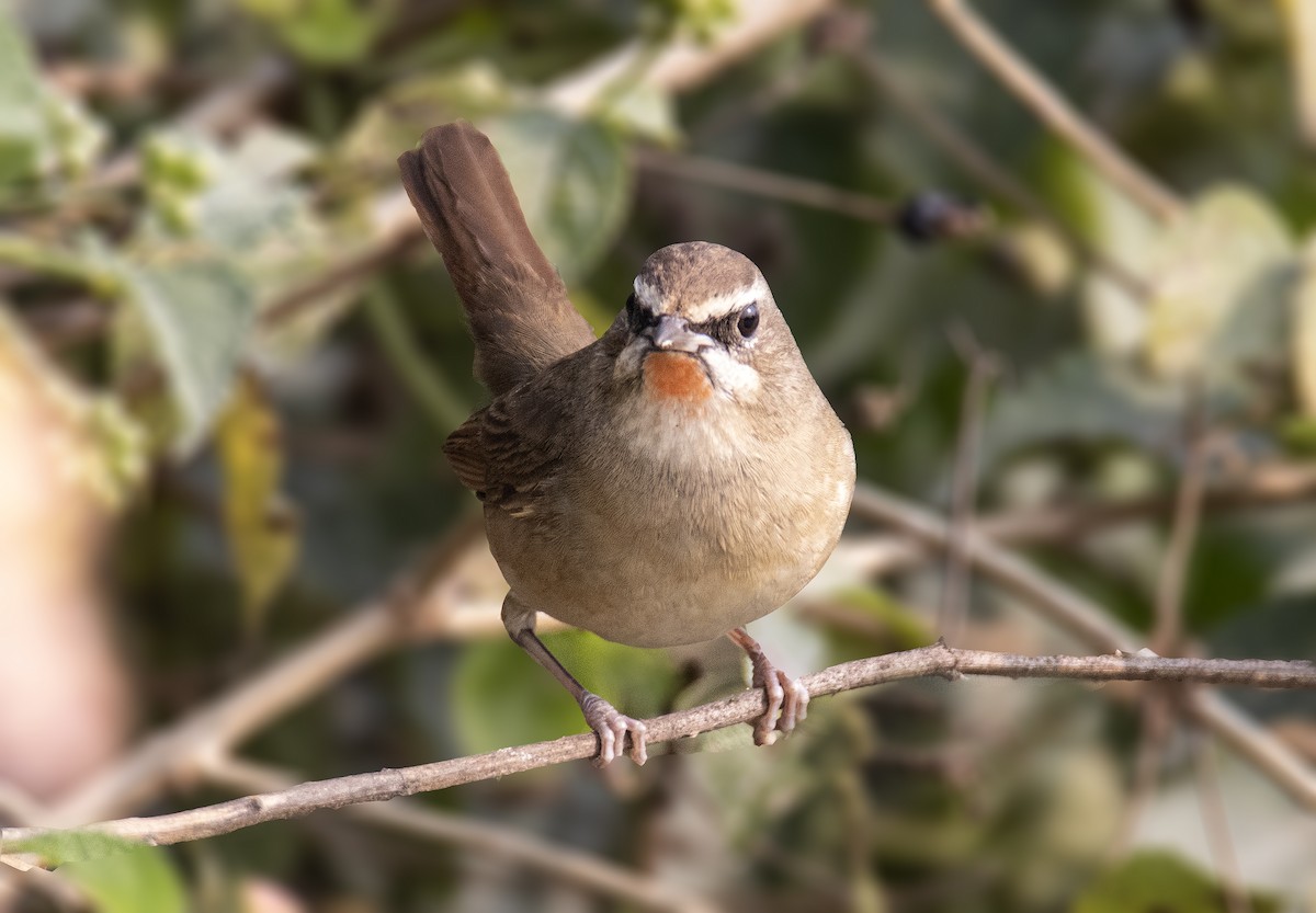 Siberian Rubythroat - ML409828161