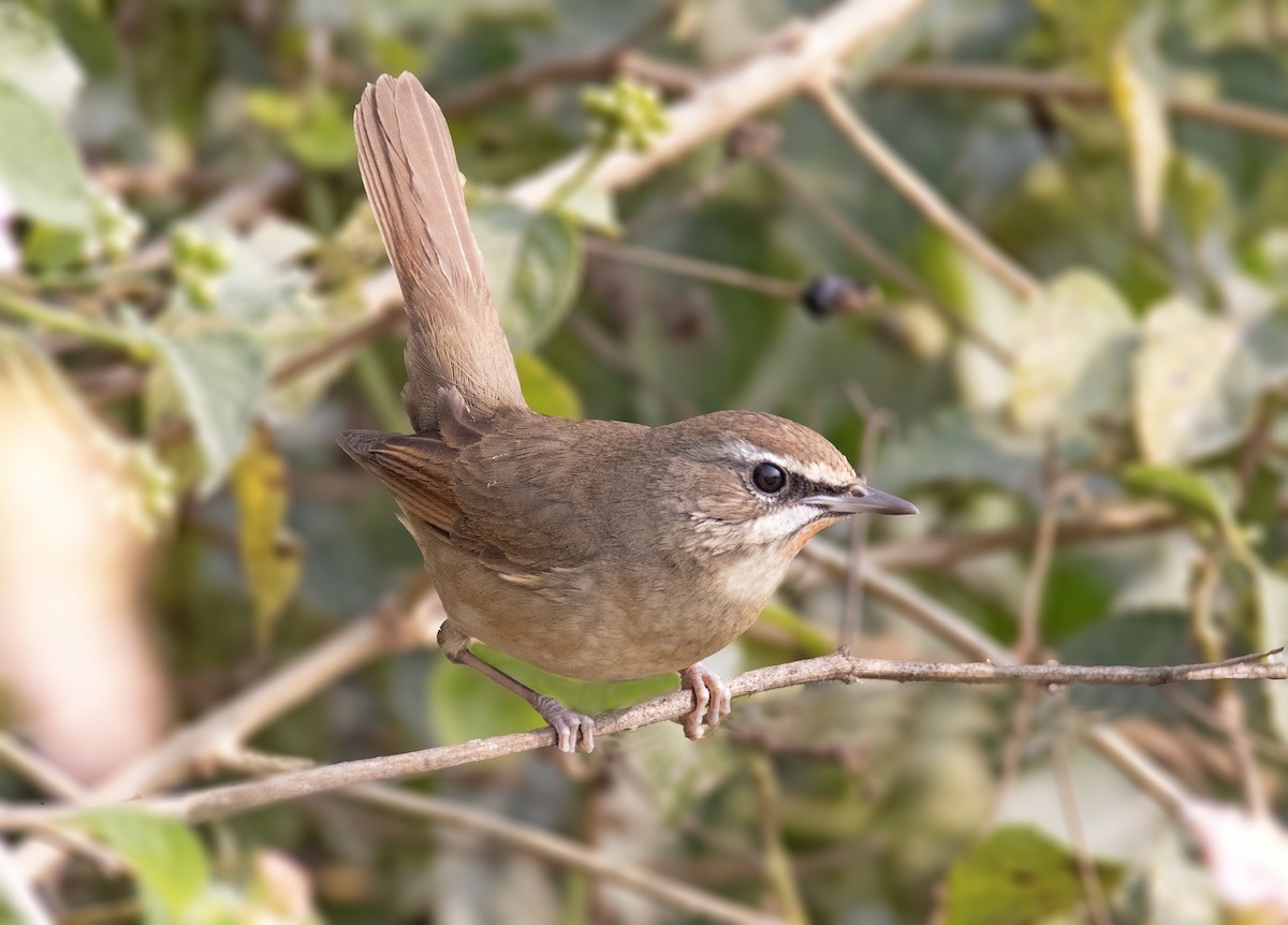 Siberian Rubythroat - ML409828171