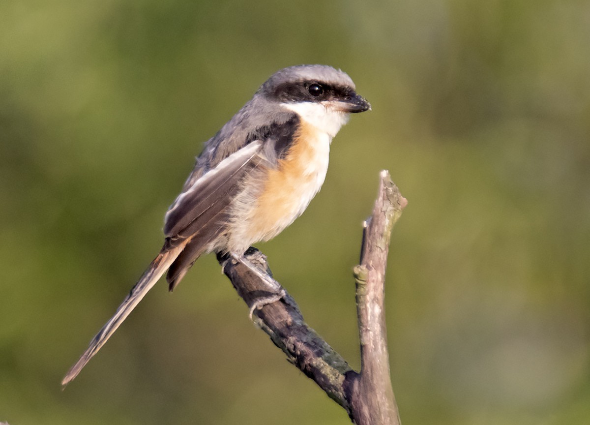 Gray-backed Shrike - ML409828361