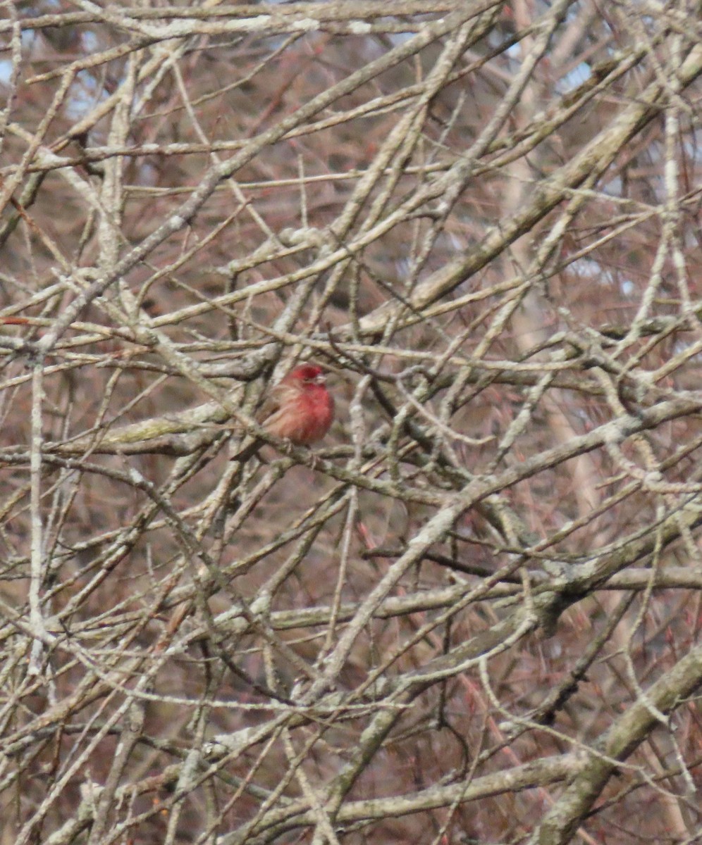 House Finch - ML409828441