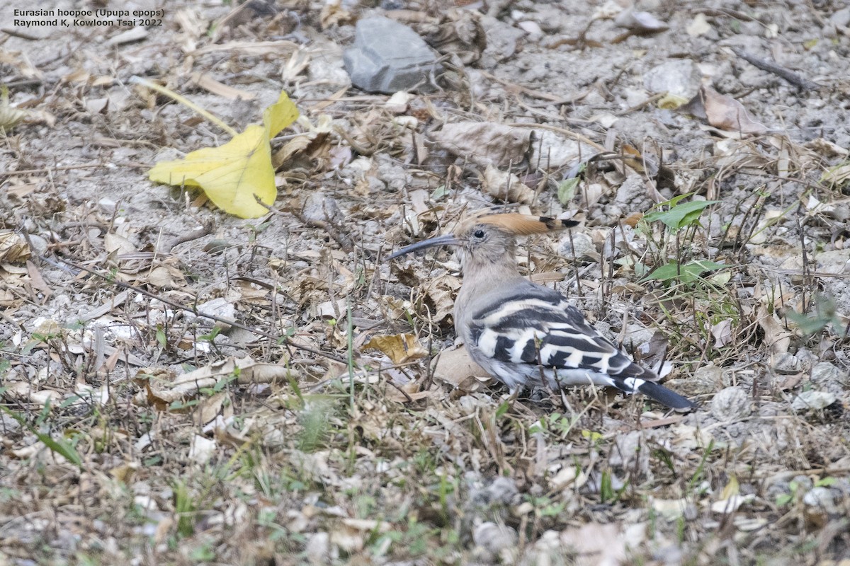 Eurasian Hoopoe - ML409828681