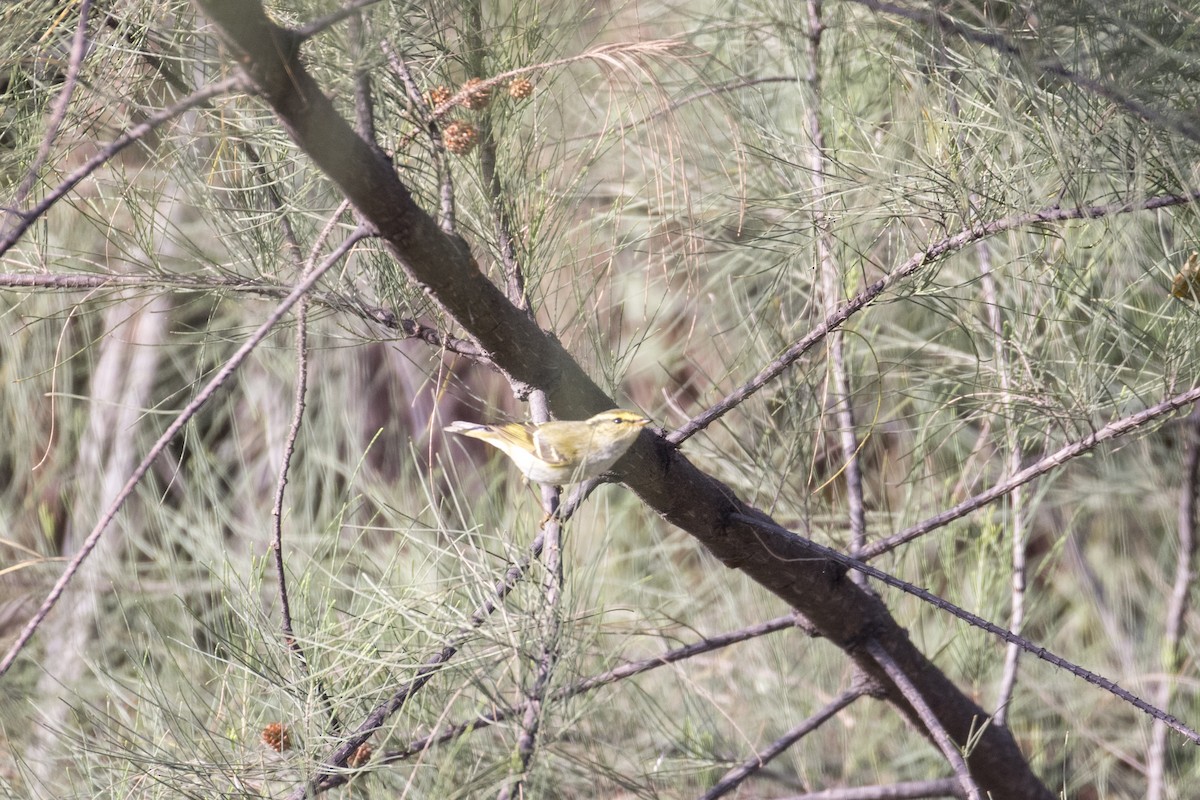 Pallas's Leaf Warbler - ML409828701