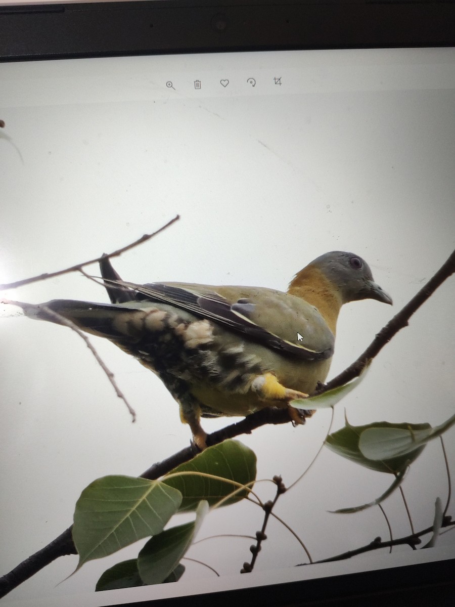 Yellow-footed Green-Pigeon - Baala Manikandan