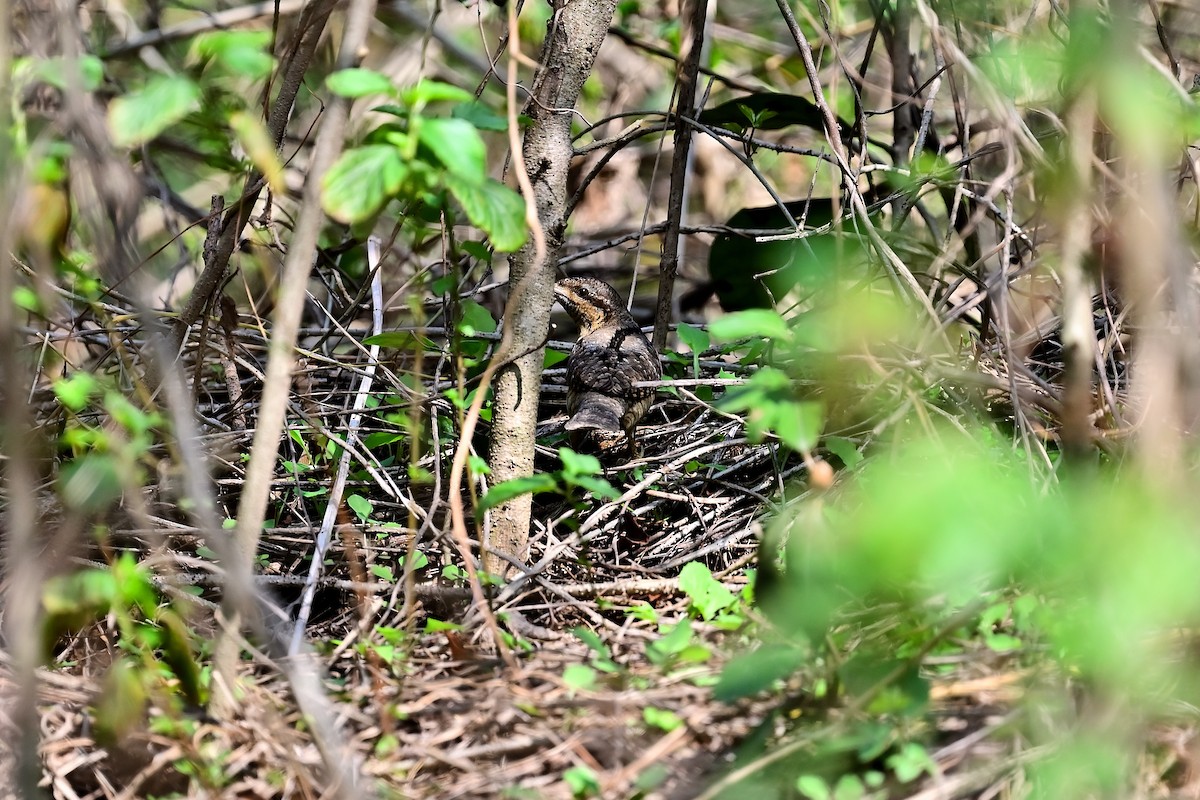 アリスイ - ML409829441