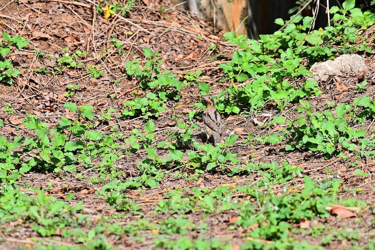 アリスイ - ML409829451