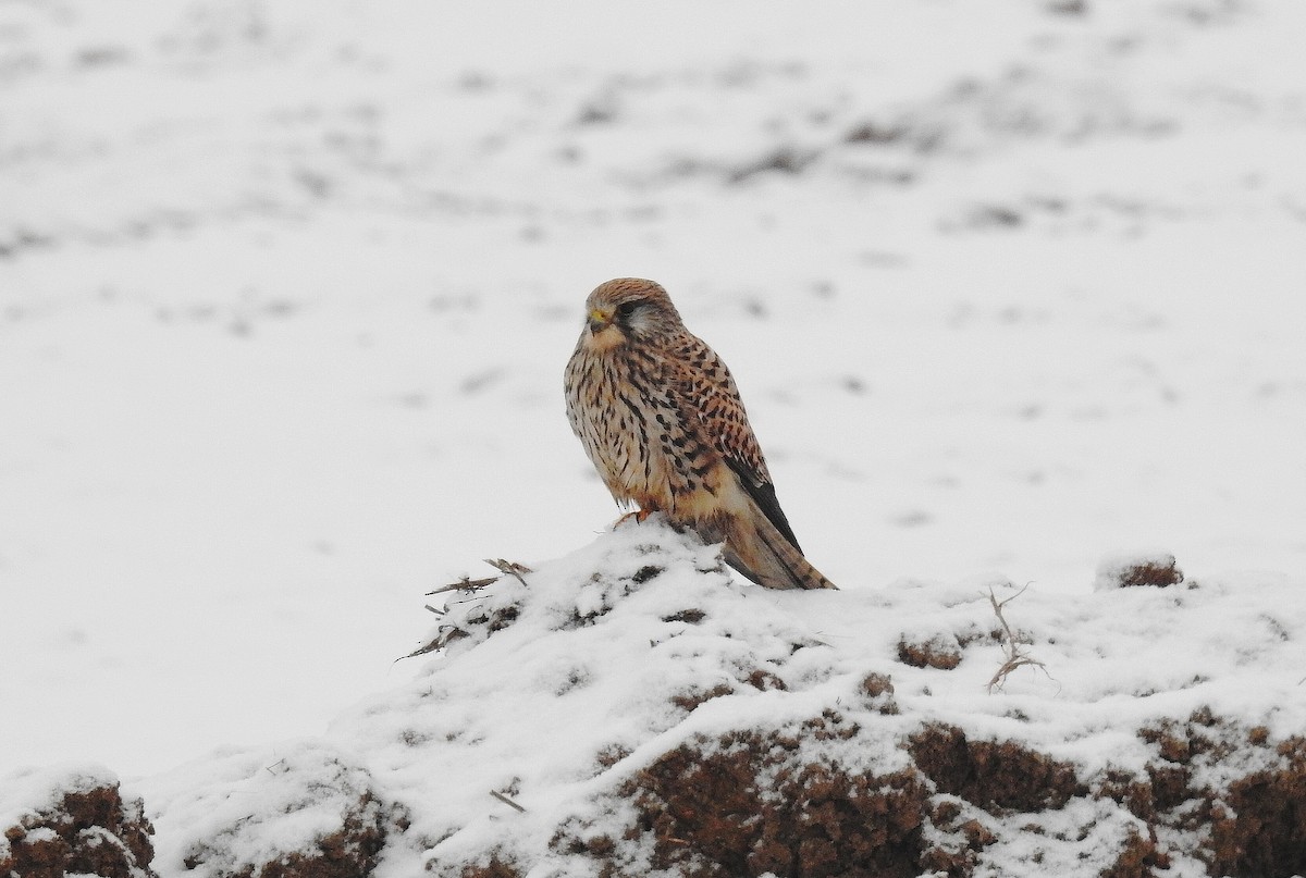 Eurasian Kestrel - ML409829641