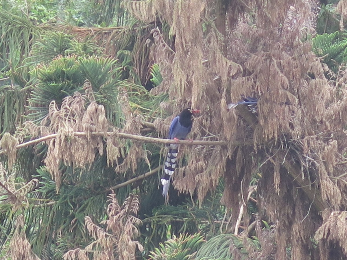 Taiwan Blue-Magpie - ML409829701
