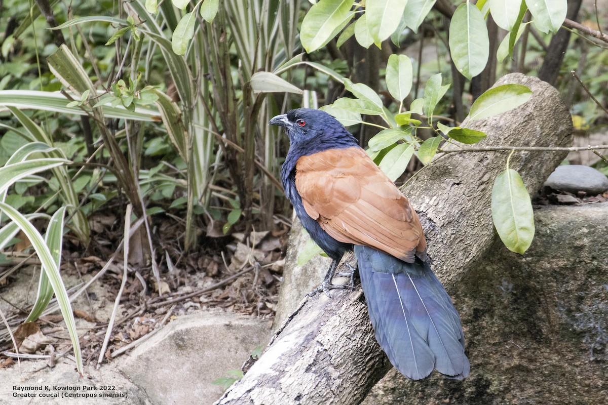 Greater Coucal - ML409831081