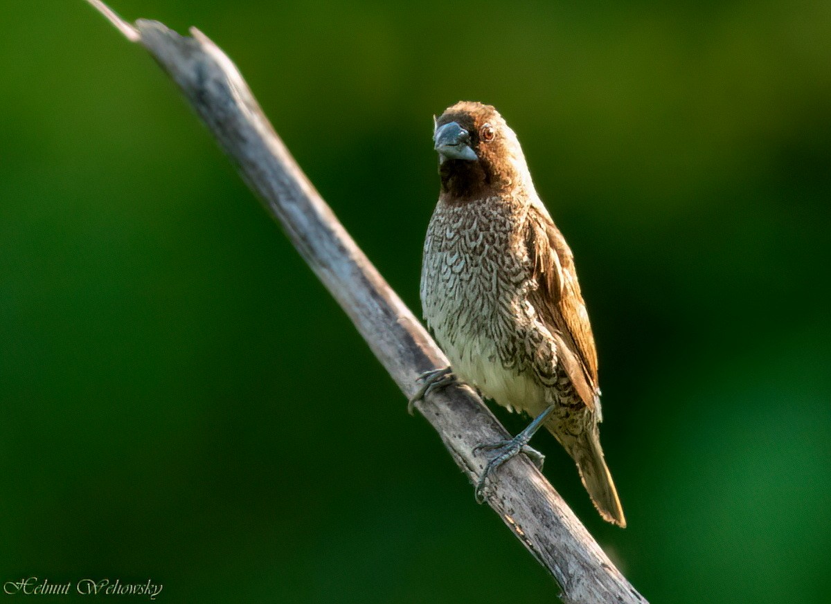 Scaly-breasted Munia - ML409832851