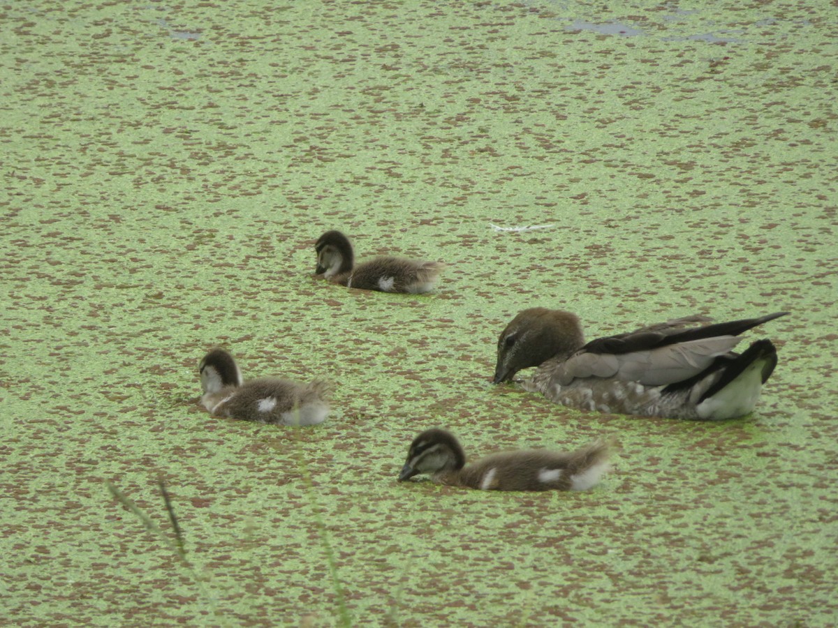 Maned Duck - ML409832891