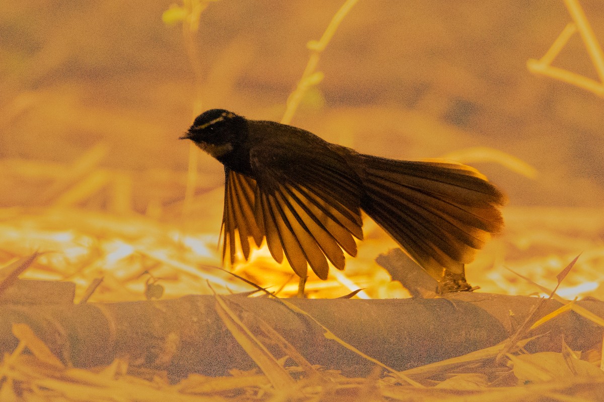 Spot-breasted Fantail - ML409833331