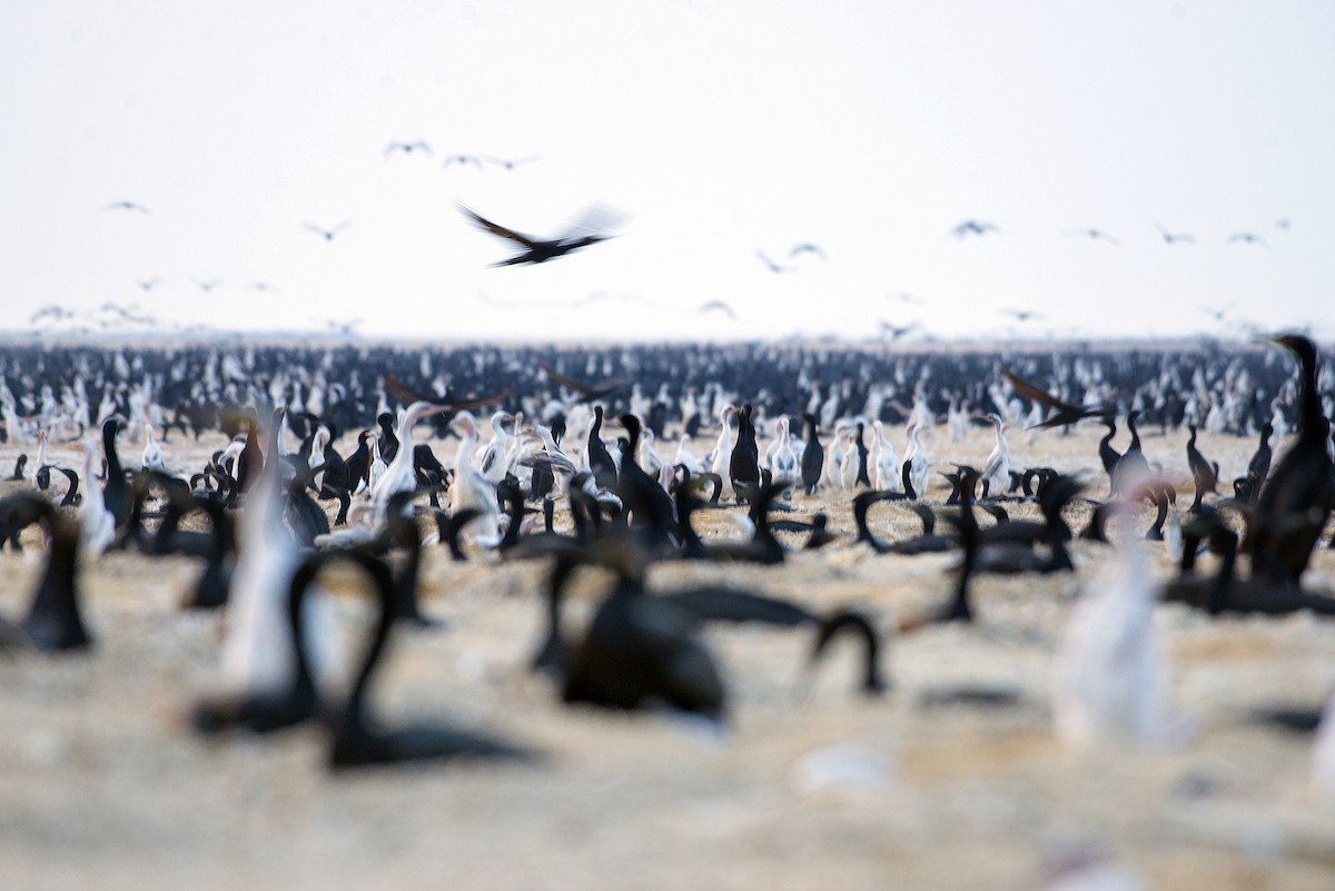 Socotra Cormorant - ML409834011