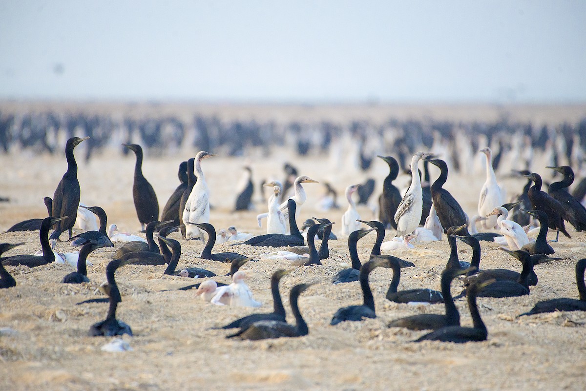 Cormorán de Socotra - ML409834021