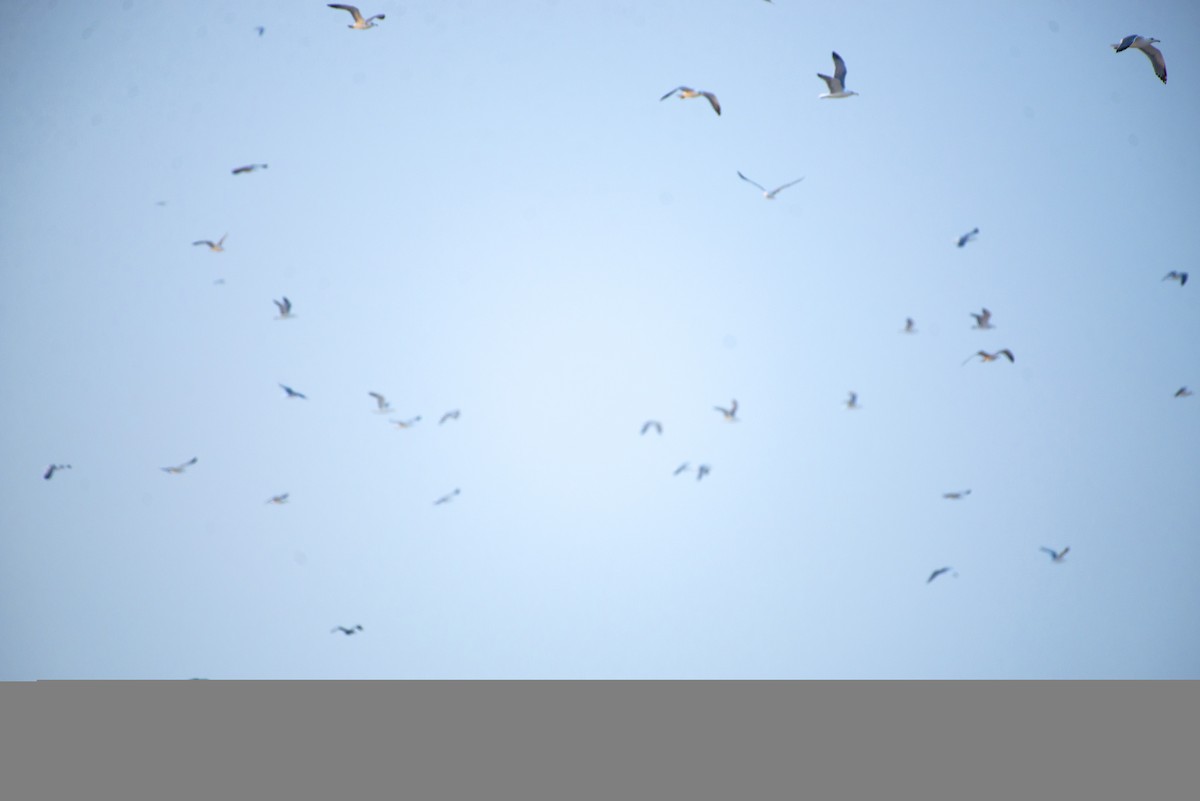 Lesser Black-backed Gull - ML409834031