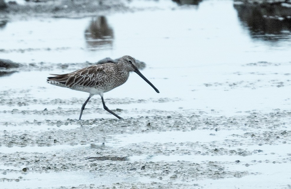 Asian Dowitcher - ML409834151