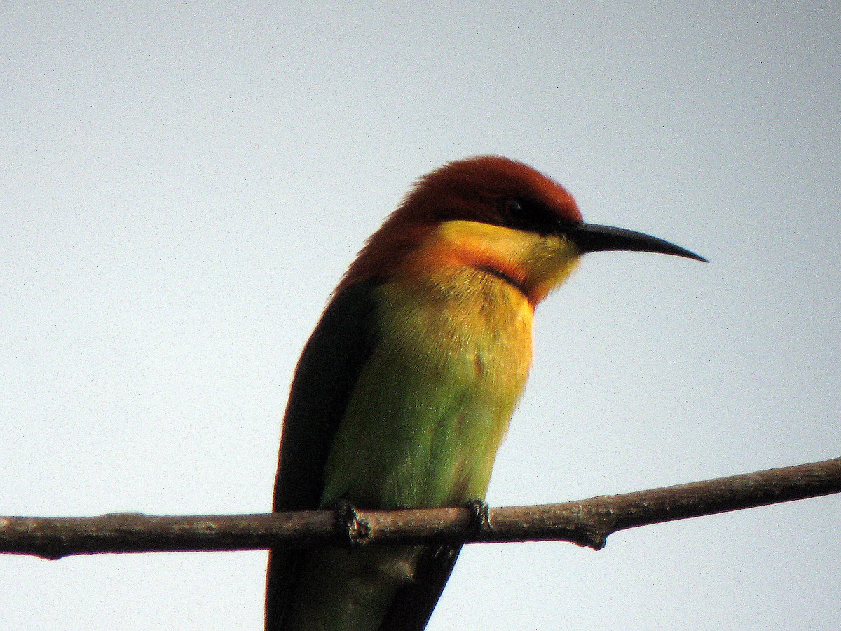 Chestnut-headed Bee-eater - ML409834931