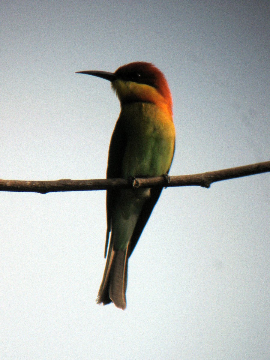 Chestnut-headed Bee-eater - ML409834941