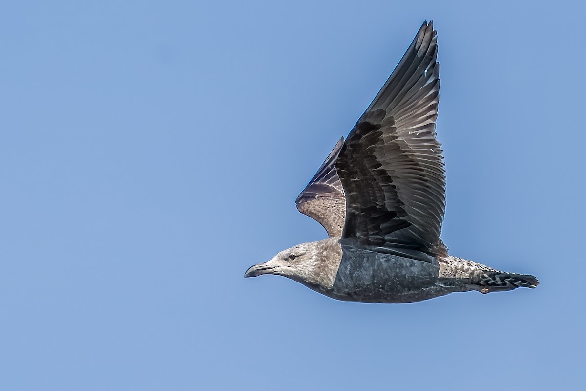 Herring Gull - ML409835601