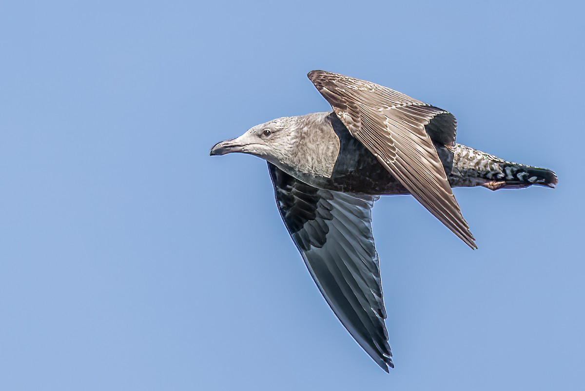 Herring Gull - ML409835621