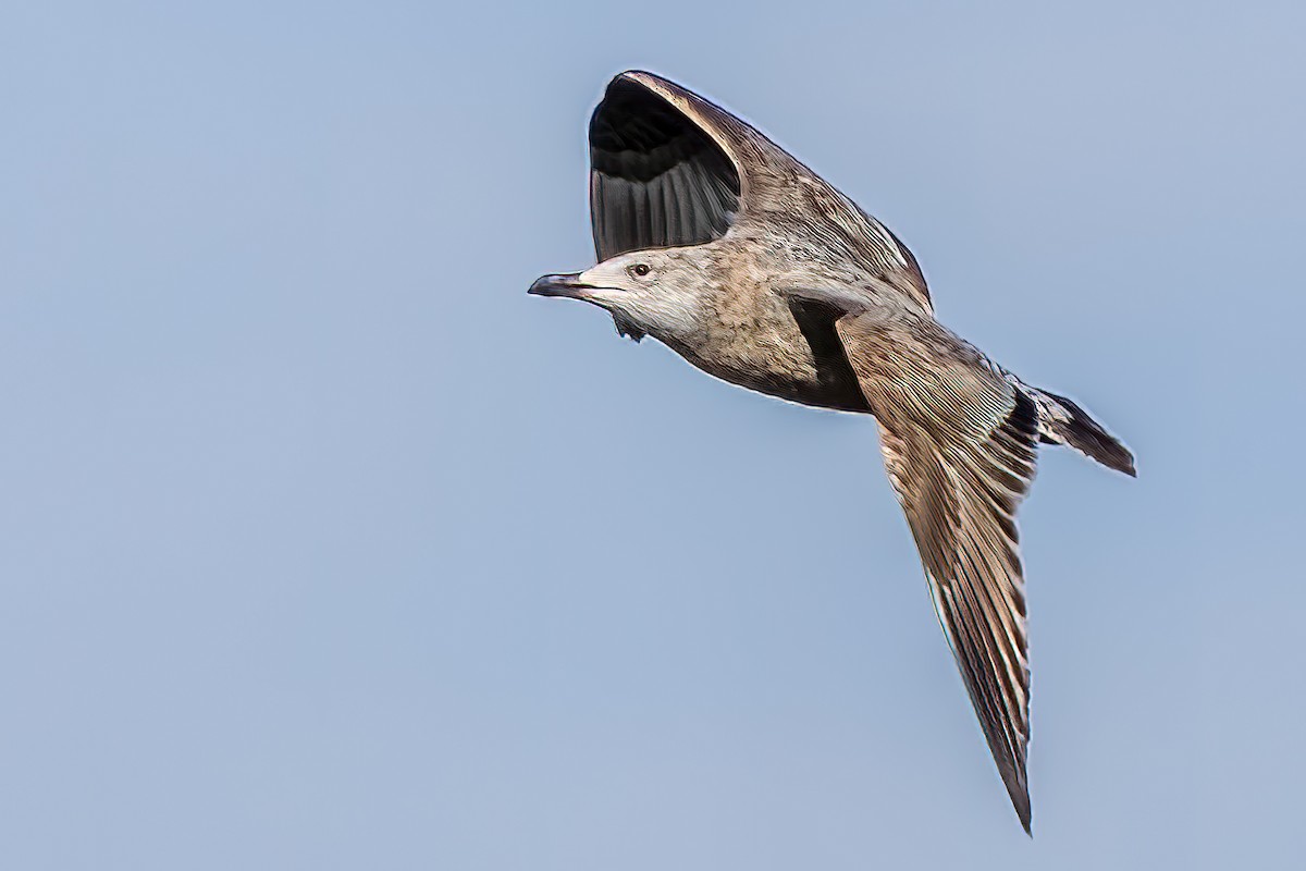 Herring Gull - ML409835651