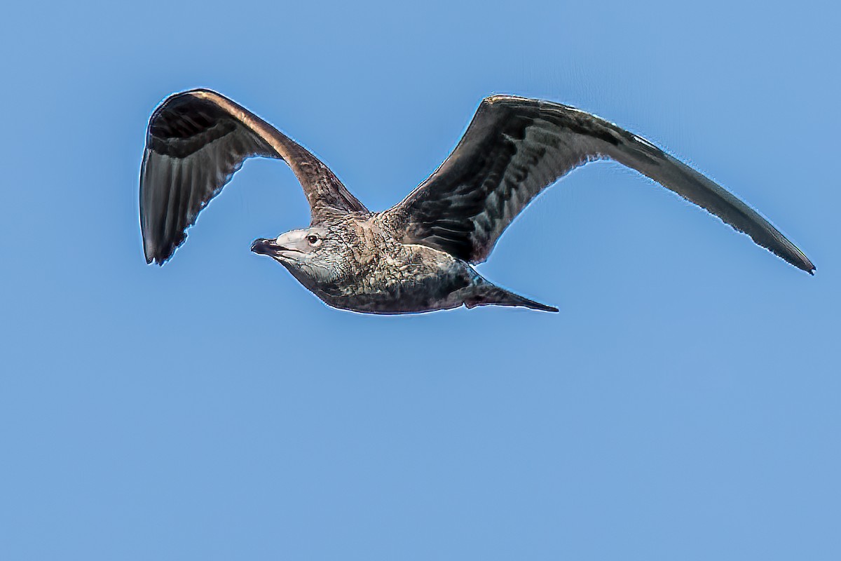 Herring Gull - ML409835661