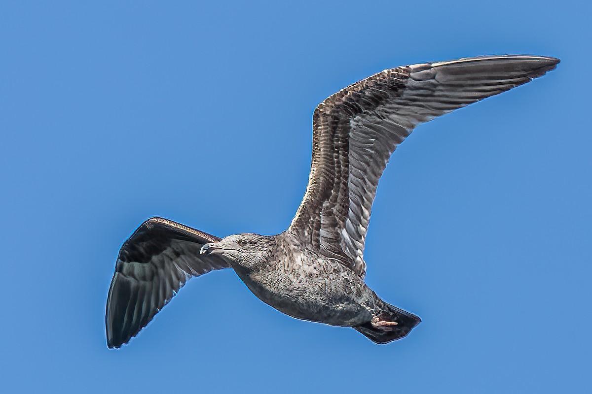 Herring Gull - ML409835681