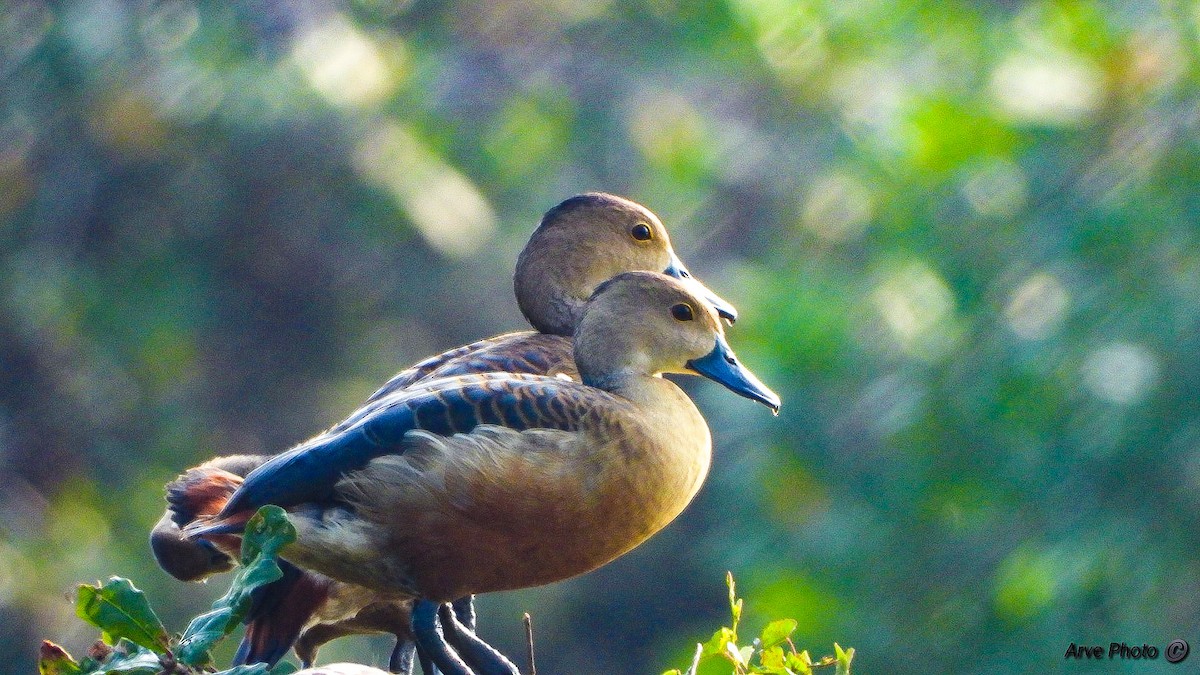 Fulvous Whistling-Duck - ML409835901